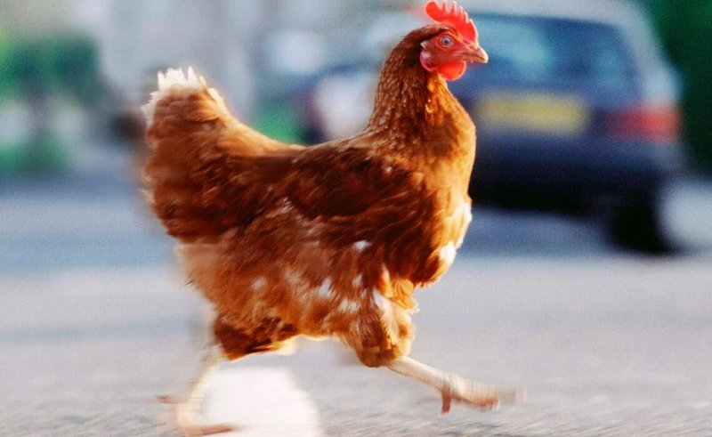 Jugar chicken road in Spain Jugar chicken road in Spain